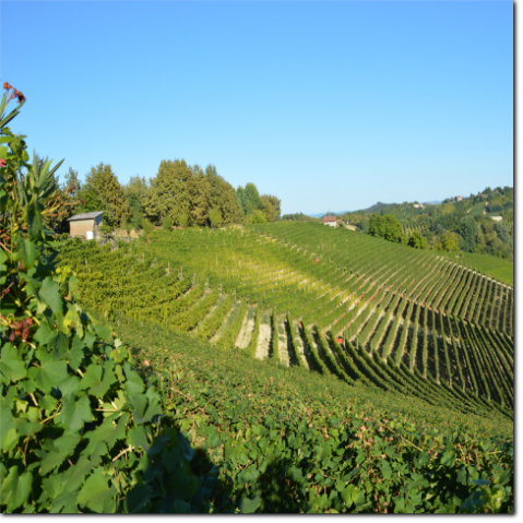 Una veduta dell'Azienda Agricola Oberto