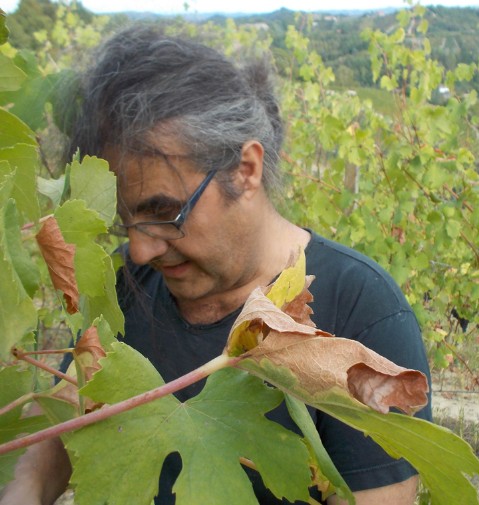 L'enologo Vittorio Oberto durante la vendemmia